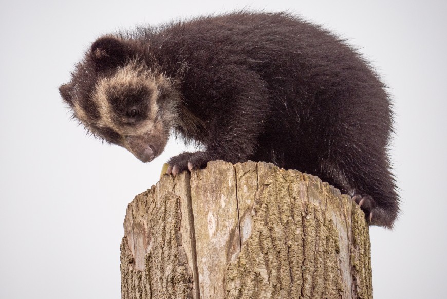 Cub climbing at the top of the enclosure pole. Images courtesy of Noah’s Ark Zoo Farm and distributed by Noah’s Ark Zoo Farm™